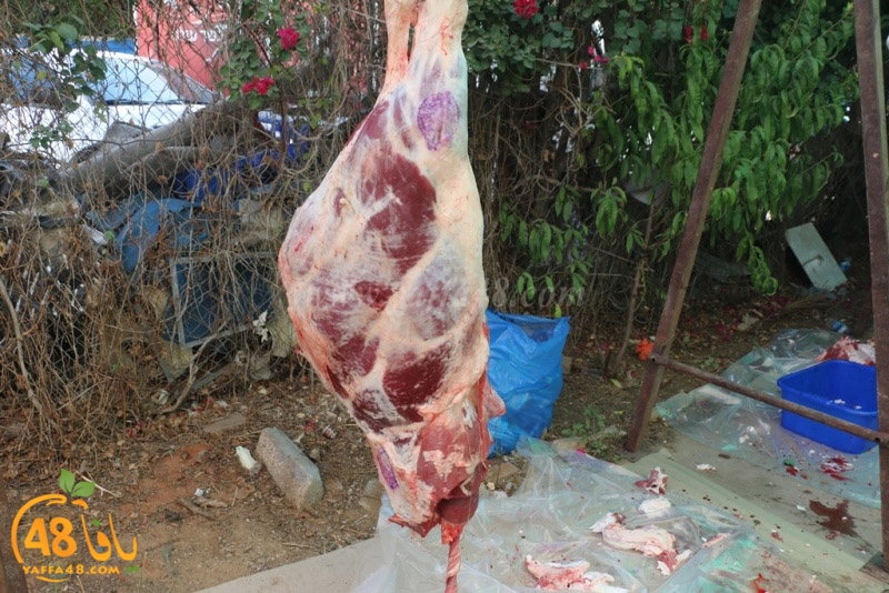 lod8om ada73y (103).JPG